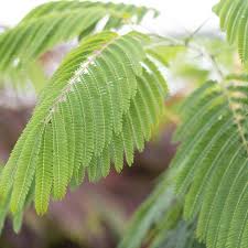 Image result for Albizia brevifolia