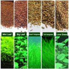 Dwarf Hairgrass Mini Live Aquarium Plants – Seed World