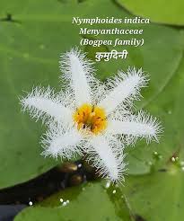 Image result for Menyanthaceae
