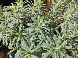 Image result for Euphorbia ugandensis