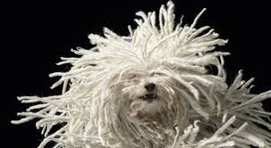 The puli is the ancient sheepdog of. The Hungarian Puli Club Hungarian Puli Club Of Great Britain