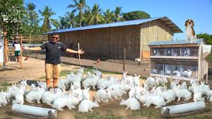 Maybe you would like to learn more about one of these? Rabbit Farming The Modern Method Of Breeding Raising Rabbits On Ground Youtube