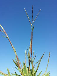 Image result for Digitaria gymnostachys