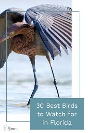 Water Birds Of Central Florida 30 Best Birds To See In Florida Florida Florida Birding Birding Trips