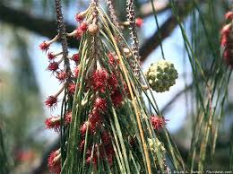 Image result for Casuarinaceae