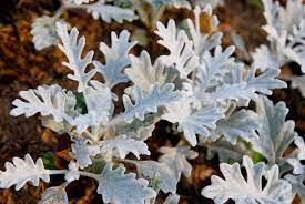 We did not find results for: 7 Different Types Of Dusty Miller Home Stratosphere