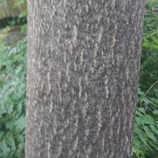 Uk and rep of ireland deliveries. Eastern Black Walnut Vs Tree Of Heaven Identification Bplant Org
