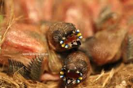 Hand Raising Baby Birds Birdsville