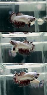 Item Fwbettasct1426942228 Platinum Red Dragon Crowntails Fm Ends Sat Mar 21 2015 07 50 28 Am Cdt Betta Fish Pretty Fish Betta