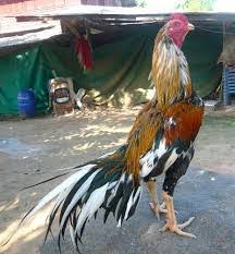 Ketika ayam bangkok bertarung, ia memerlukan gerakan yang cepat dan juga pukulan keras. Bentuk Ciri Kaki Ayam Bangkok Pukul Mati Ayambangkok Org 2021