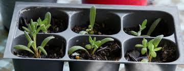 Image result for lavender cuttings