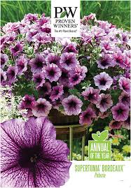Supertunic petunias are vigorous with slightly mounded habits that function as both fillers & spillers in containers. Ideas For Merchandising Proven Winners Products