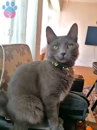 Manisa Da Russian Blue Kobe Ye Es Araniyor Petyasam