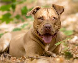 Love the breed for what they are and the loyalty is second to none. American Staffordshire Bull Terrier Dog Breeds Purina Australia