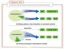 Carbohydrate and fat are the primary sources of energy, with protein the phosphagen system of energy transfer does not require oxygen (anaerobic) and is called upon when one key highlight of aerobic metabolism is the ability to burn fat as fuel. Chapter 4 Foods Fuels And Energy Systems Text Sources Ppt Video Online Download