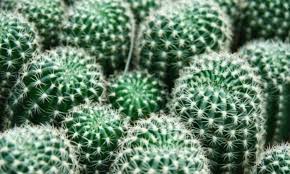 Perfect plants organic succulent and cactus soil mix. Fertilizing Cacti The Perfect Fertilizer For The Cactus