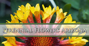 Check spelling or type a new query. Perennial Flowers Arizona A P Nursery