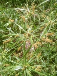Image result for Cyperus alopecuroides