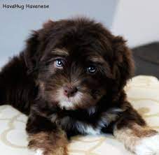 Puppyfinder.com is your source for finding an ideal havanese puppy for sale in usa. Havahug Havanese Puppies Havahug Havanese Puppies Of Michigan