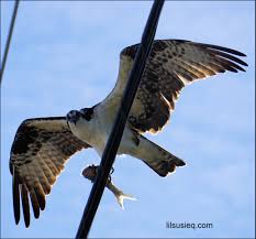 Birds Of Prey Central Florida An Osprey With Lunch And He S Not Sharing Saw Him On My Way To St Augustine Lilsuiseq Myfloridalife Myfloridaphotos Myf Zoo Animals Bald Eagle Wildlife