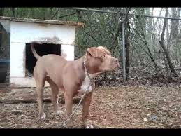 Terrier bull dogs pit dog apbt pitbull pitbulls dirty american bully buckskin lurcher game breeds hunting guard animal. Ts Kennel Redboy Buckskin Msboys Youtube