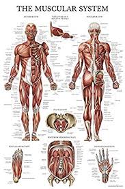 Muscular System Anatomical Poster Laminated Muscle Anatomy Chart Double Sided 18 X 27