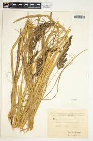 Image result for Echinochloa pyramidalis