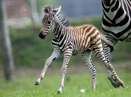 معلومات عن الحمار الوحشي بالصور والفيديو هولو كل مفيد