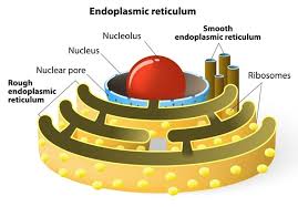Resultado de imagen para RETICULO ENDOPLASMATICO