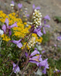 Image result for Cyathula cylindrica