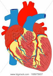 Arteries carry blood away from the heart in two distinct pathways: Human Heart Muscle Vector Photo Free Trial Bigstock