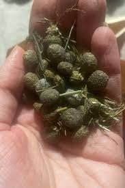 Image result for rabbit droppings