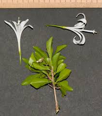 Image result for Turraea obtusifolia