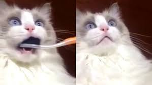 Check spelling or type a new query. This Cat S Reaction To Having Her Teeth Brushed Is Our New Reaction To Everything Entertainment Tonight