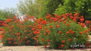 A wide variety of red flower shrubs options are available to you, such as floor. Pin By Carolyn Baccari On Green Thumb Desert Garden Colorful Garden Shrubs