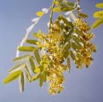 Image result for Brachystegia manga