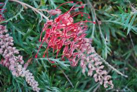 Image result for Pimpinella robynsii