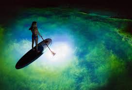Resultado de imagen de paddle surf
