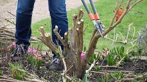 Pruning Buddleias Butterfly Bushes How When To Prune Gardenseeker Com