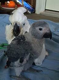 Pin On Cute Animals