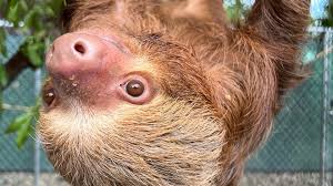 Sloth named Dumpling dies, bringing deaths tied to Sloth World to 55