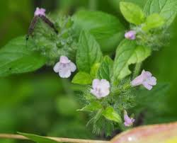 Image result for Clinopodium vernayanum