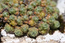 Image result for Embelia welwitschii