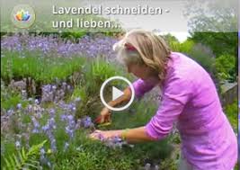 Das gilt für das freilandbeet ebenso wie für den topf in der wohnung. Lavendel Pflegetipps Dr Schweikart Verlag