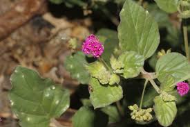 Image result for Boerhavia