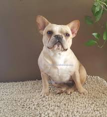 Different bulldog types and dog breeds tend to yap loudly when they feel enthusiastic; French Bulldog Colors Arlees French Bulldogs