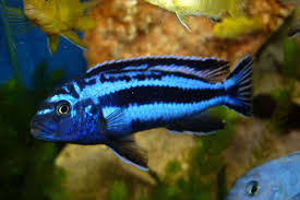 See full list on tropicalfishandaquariums.com Maingano Cichlid Melanochromis Cyaneorhabdos African Cichlid Species Profile Aquariumdomain Com