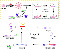 The title of one of the items i was using changed from electrical assembly ready for i/o to ready for i/o. An Enzyme Mediated Universal Fluorescent Biosensor Template For Pathogen Detection Based On A Three Dimensional Dna Walker And Catalyzed Hairpin Assem Nanoscale Rsc Publishing Doi 10 1039 D0nr07593k