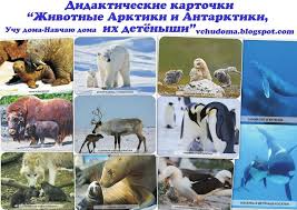 дидактические карточки домашние животные и их детеныши картинки для Ucim Doma Teaching Card Zivali Arctic In Antarktika Njihove Mladici Cerea Arctic Doma