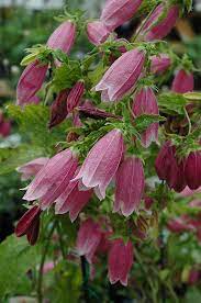 Cherry Bells Bellflower Campanula Punctata Cherry Bells At Oakland Nurseries Inc Campanula Punctata Pink Perennials Flower Garden